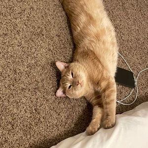 Meet your Posher, Chau